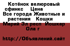 Котёнок велюровый сфинкс. › Цена ­ 15 000 - Все города Животные и растения » Кошки   . Марий Эл респ.,Йошкар-Ола г.